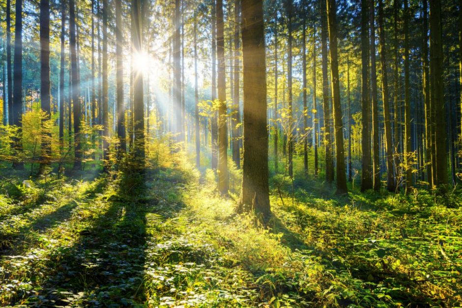 Alternative Geldanlage: in Wald investieren